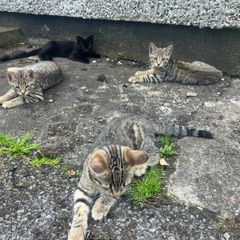 Kittens