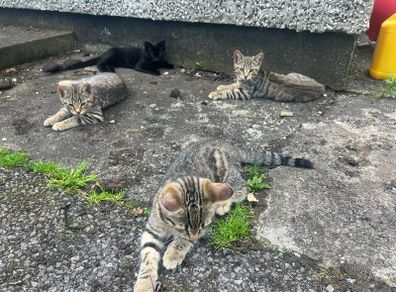 Kittens