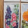 Vintage Cigarette cards Image 8