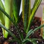Sansevieria Set Image 5