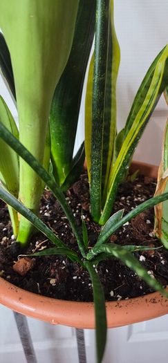 Sansevieria Set