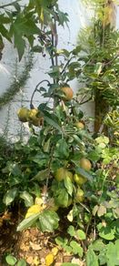 Dwarf Apple Tree