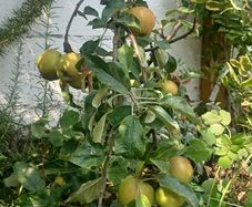 Dwarf Apple Tree