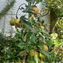 Dwarf Apple Tree
