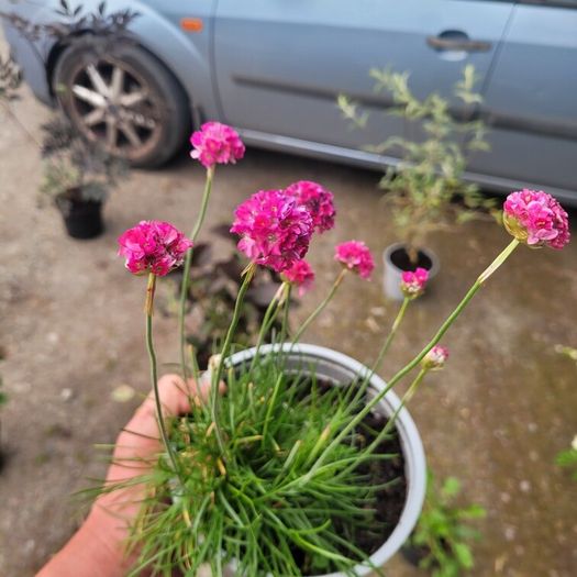 mature plant bundle