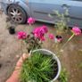 mature plant bundle Image 9