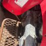 50cc Eton quad Image 3