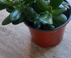 House plant