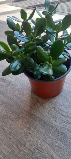 House plant