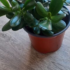 House plant
