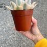 plant Image 3