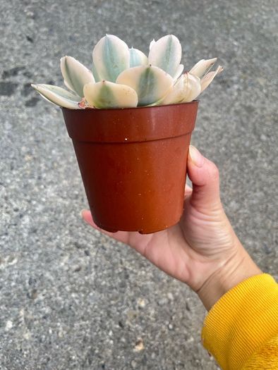 plant