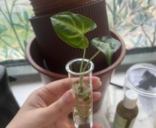 Baby White Butterfly Syngonium