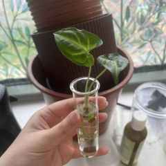 Baby White Butterfly Syngonium