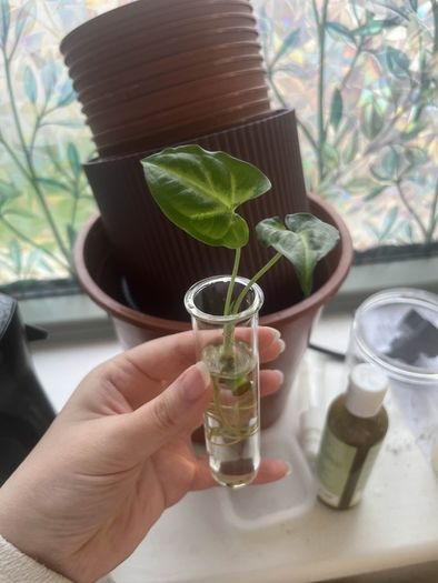 Baby White Butterfly Syngonium