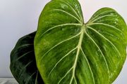 Philodendron Gloriosum Plant