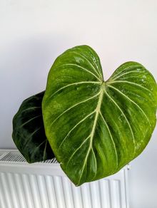 Philodendron Gloriosum Plant