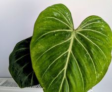 Philodendron Gloriosum Plant