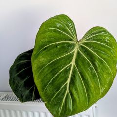 Philodendron Gloriosum Plant