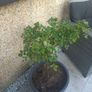 rose plant Image 2