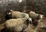 Sheep carrying triplets
