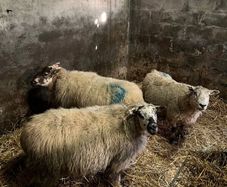 Sheep carrying triplets