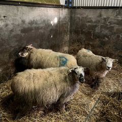 Sheep carrying triplets