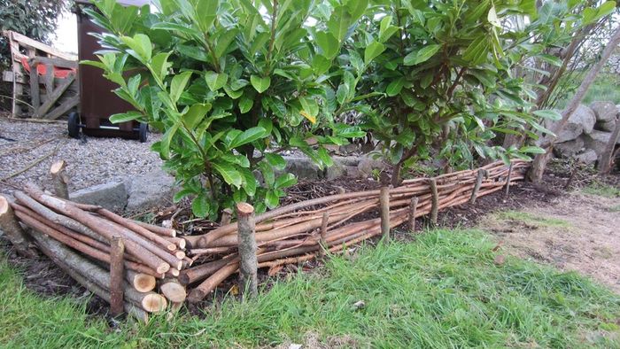 50/100 Thick Willow Cuttings For Hedges, Baskets, Logs