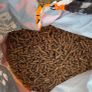 Pizza oven (Wood pellet) Image 6