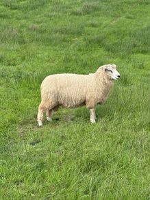 Organic Romney Ram Lambs
