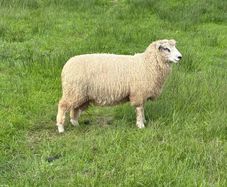 Organic Romney Ram Lambs