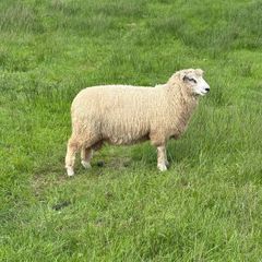 Organic Romney Ram Lambs