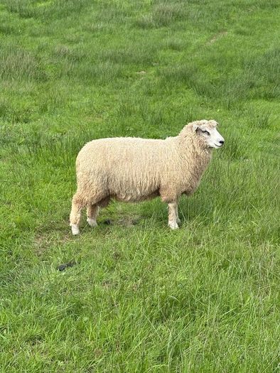 Organic Romney Ram Lambs