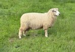 Organic Romney Ram Lambs