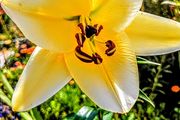 Yellow Lilium Conca d'Or