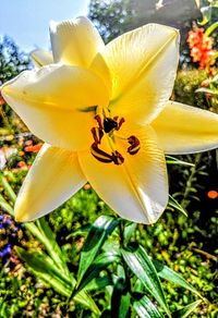 Yellow Lilium Conca d'Or