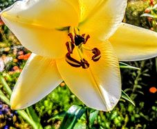 Yellow Lilium Conca d'Or