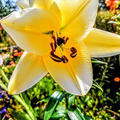 Yellow Lilium Conca d'Or