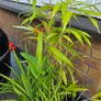 bamboo Image 2