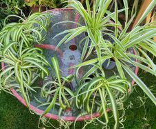 Spider Plant's