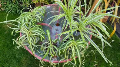 Spider Plant's