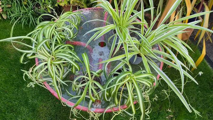 Spider Plants