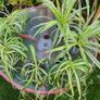 Spider Plants Image 2