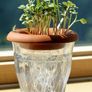 3 terracota seed sprouters Image 3