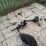 Large petrol strimmer Image 2