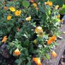 Euro3 for 250+ assorted Marigold seeds Image 2