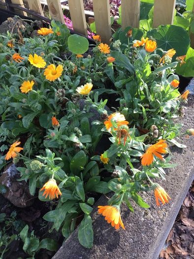 Euro3 for 250+ assorted Marigold seeds