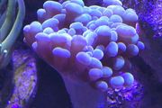 Hammer Coral Frag
