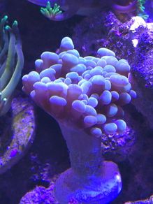 Hammer Coral Frag