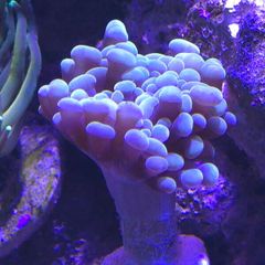 Hammer Coral Frag